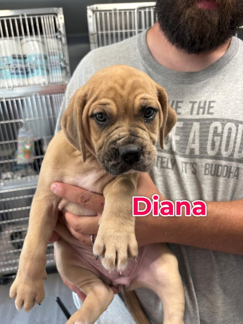 Diana, an adoptable Unknown breed in Jackson Township, NJ