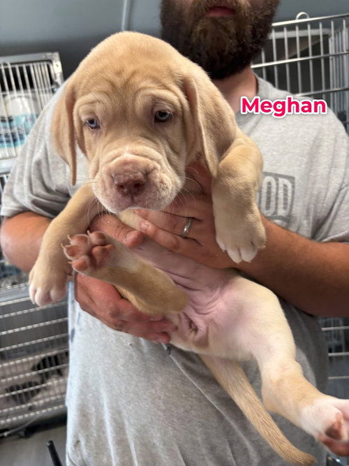 Megan, an adoptable Unknown breed in Jackson Township, NJ