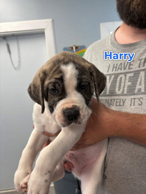 Harry, an adoptable Unknown breed in Jackson Township, NJ
