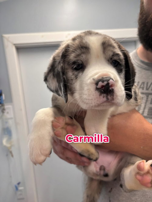 Carmilla, an adoptable Unknown breed in Jackson Township, NJ