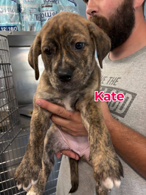 Kate, an adoptable Unknown breed in Jackson Township, NJ