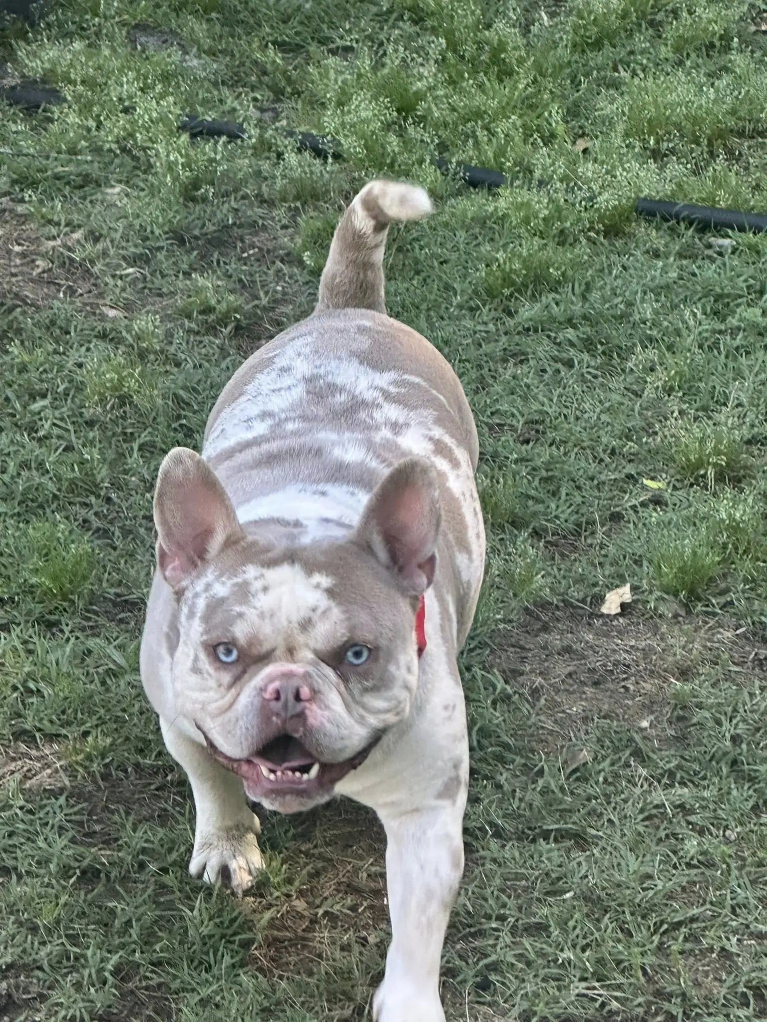 Porky - French Bulldog