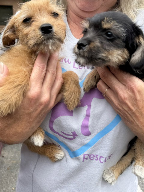 Hazel And Willow