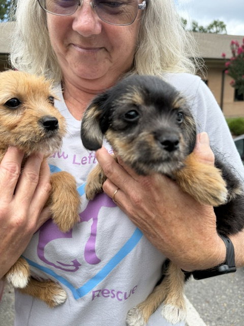 Hazel And Willow photo 2