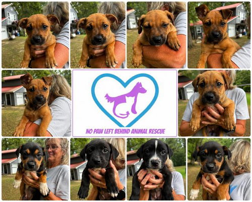The IGGY litter, an adoptable Rottweiler in Jackson Township, NJ