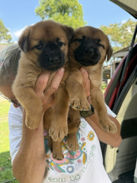 Sahara And Samara
