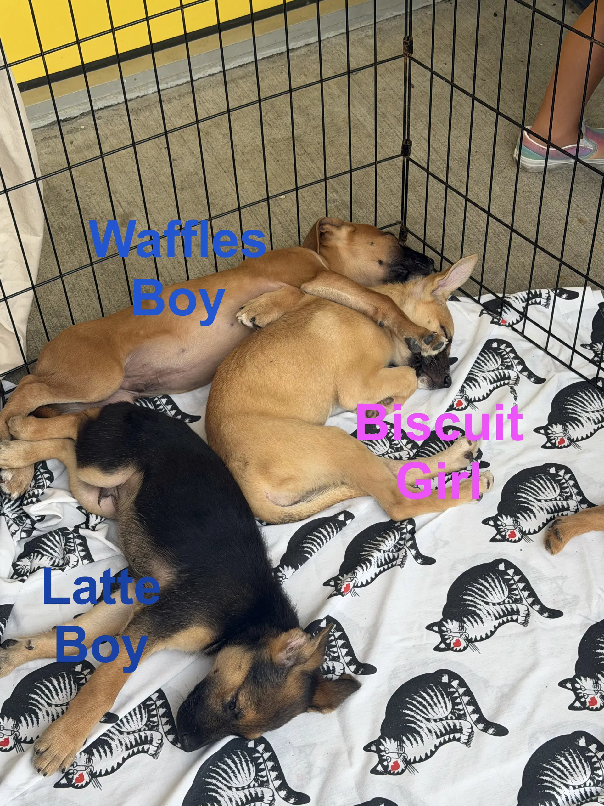 Sams Club Litter Part image 2