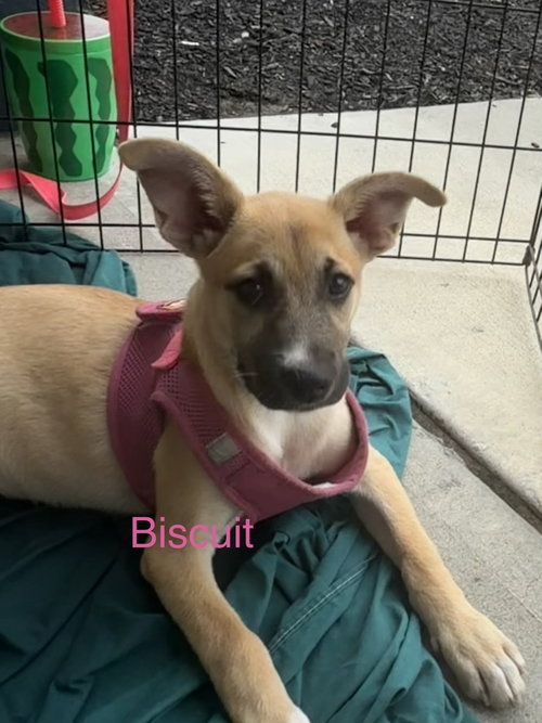 Biscuit