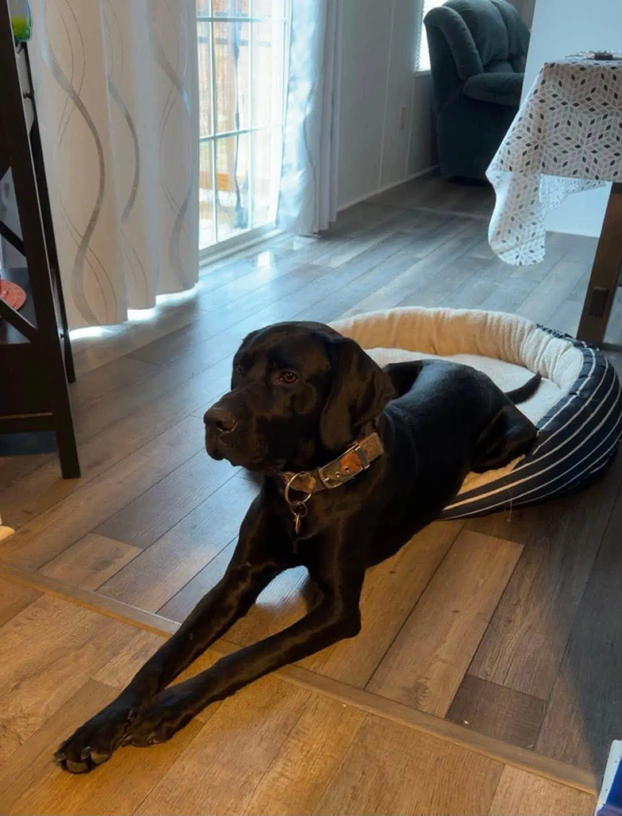 Goofy - Retriever