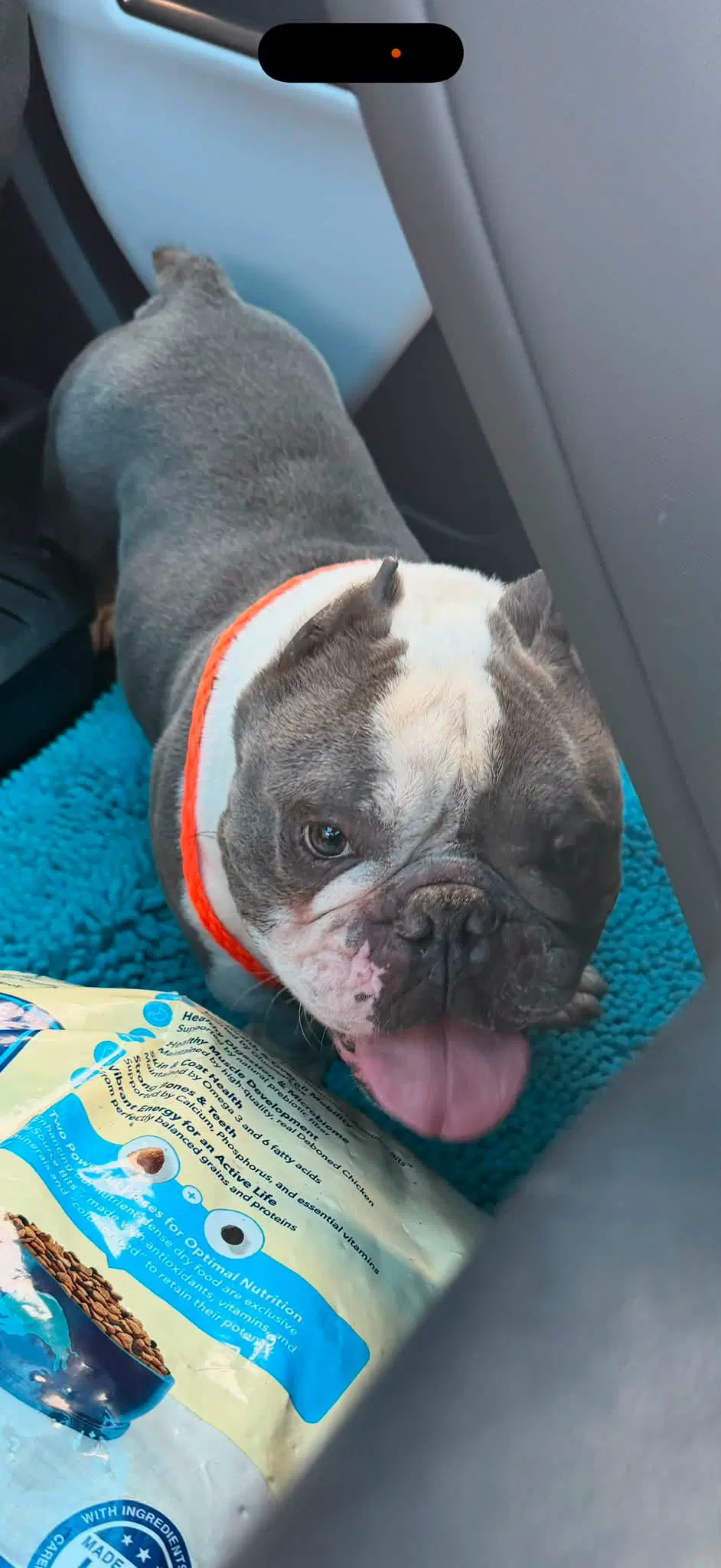 Danny Devito - English Bulldog