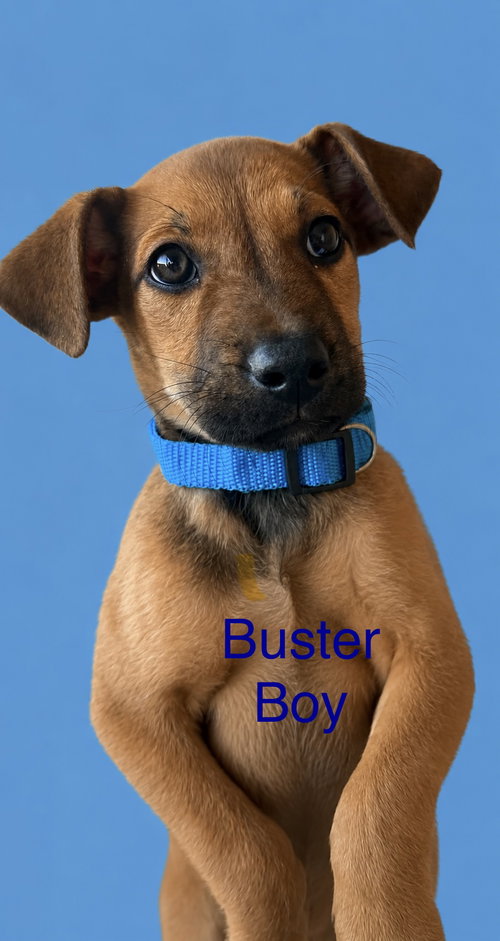 Photo 2 of Buster