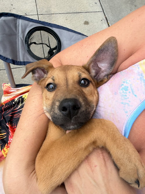 Buster, an adoptable dog
