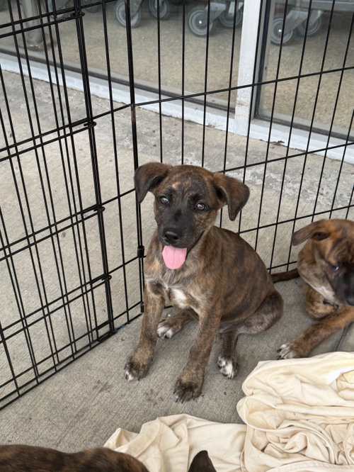 Britt, an adoptable dog