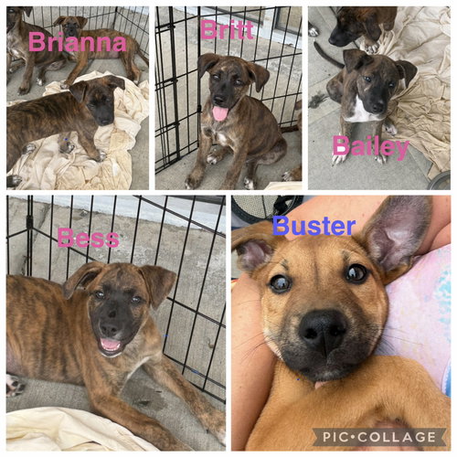 Brianna, an adoptable dog