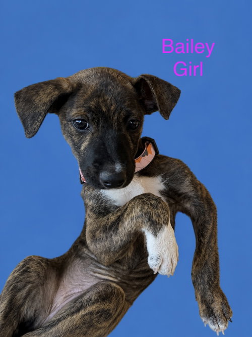 Photo 3 of Bailey