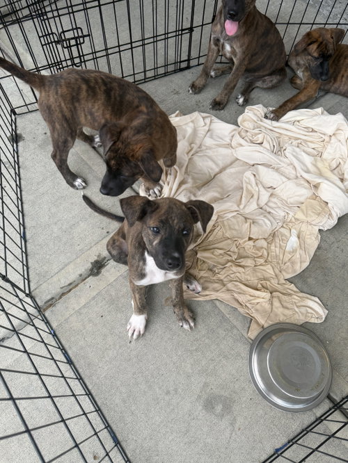 Bailey, an adoptable dog