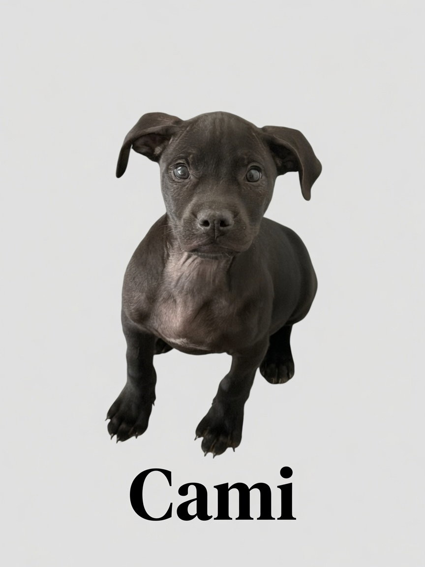 Cami, Retriever