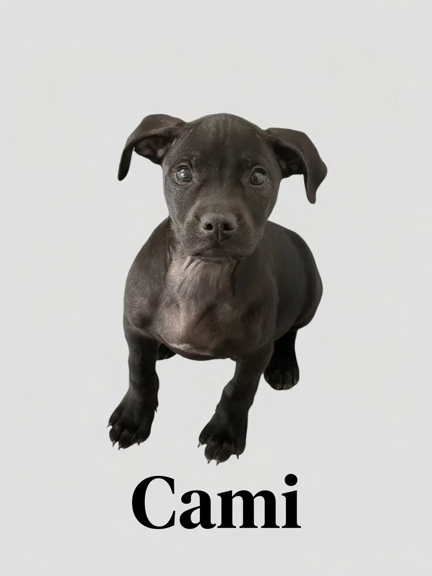Cami - Retriever
