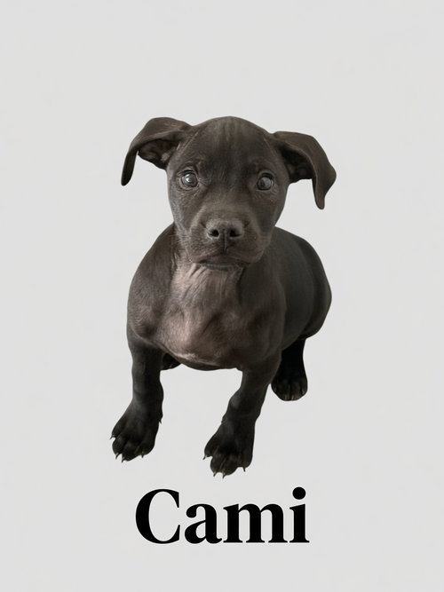 Cami
