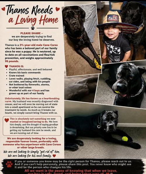Thanos, an adoptable dog