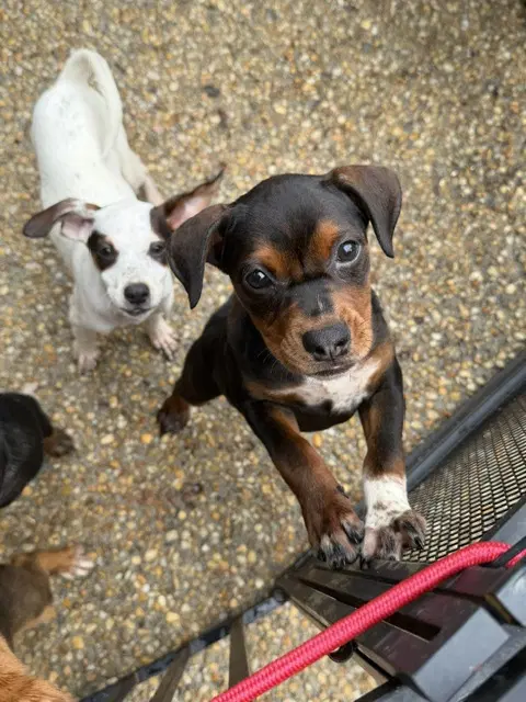 Litter Of - Chihuahua