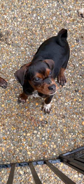 9 puppies Autumn Litter, photo 7