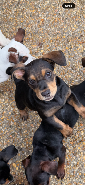 9 puppies Autumn Litter, photo 8