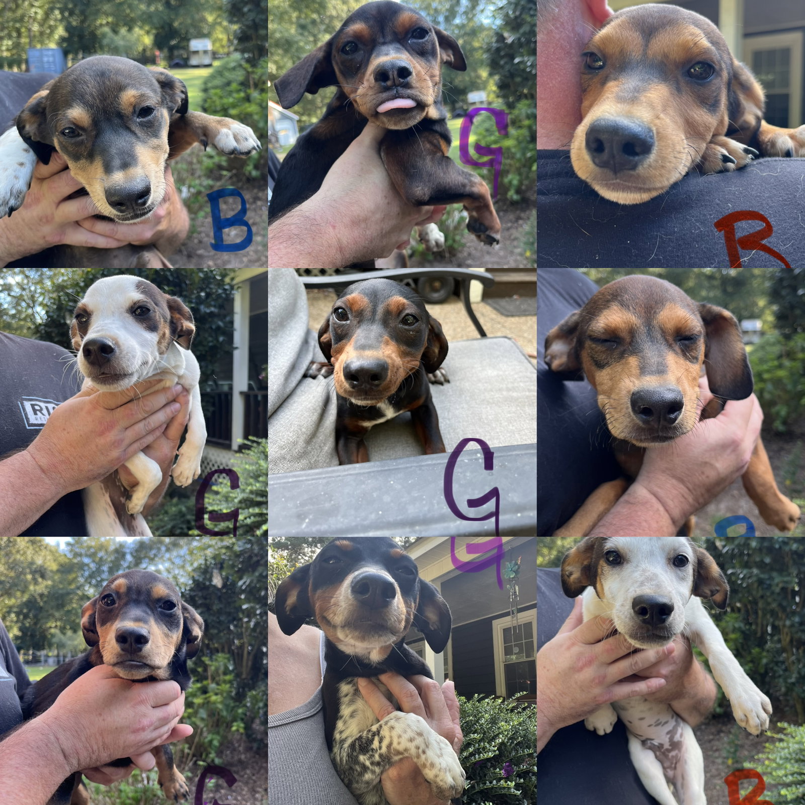 Autumn litter, Mixed Breed