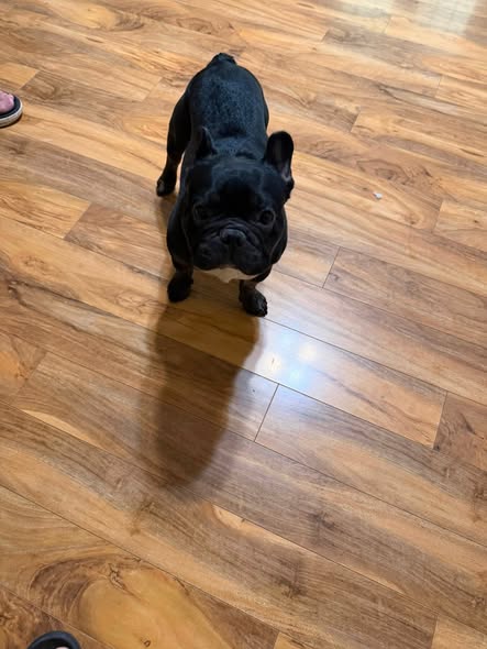 Teddy, an adoptable dog