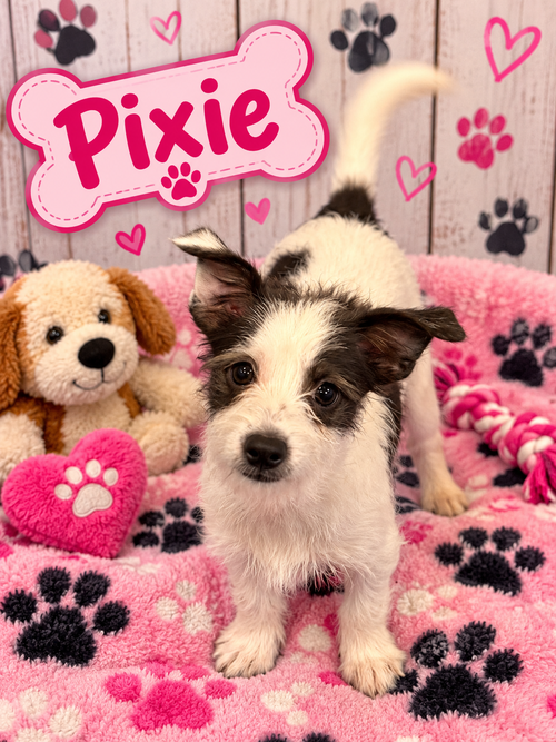 Pixie, an adoptable dog