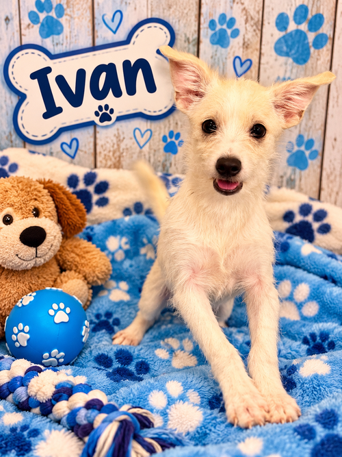 Ivan, an adoptable dog