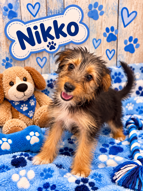 Nikko, an adoptable dog