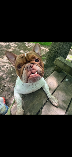 Florence, an adoptable dog