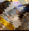 Merlin