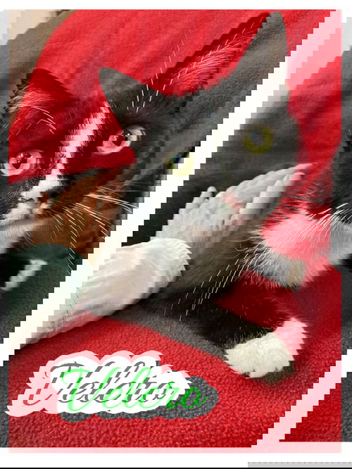 Velcro