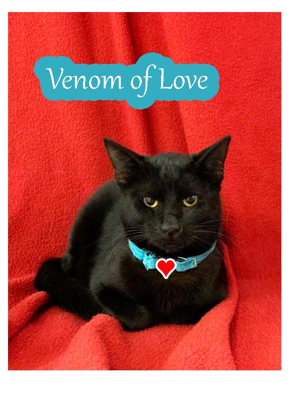 adoptable Cat in Pensacola, FL named Venom