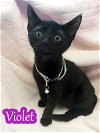 adoptable Cat in pensacola, FL named Violet