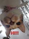 Kawaii Chan