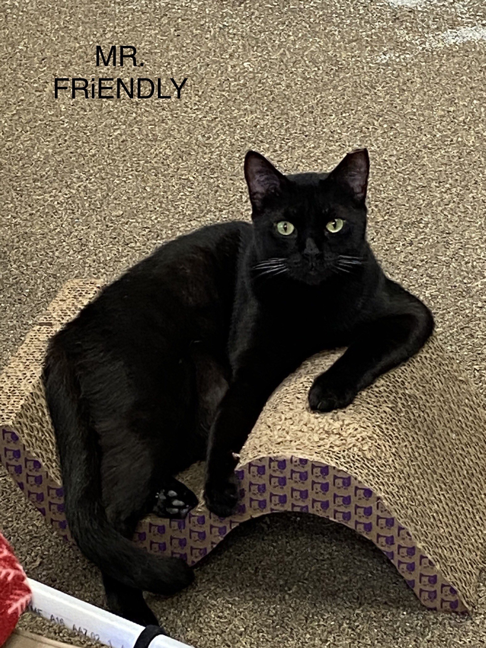 adoptable Cat in Pensacola, FL named Mr. Friendly