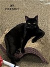 adoptable Cat in pensacola, FL named Mr. Friendly