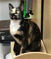adoptable Cat in  named Mama Sue
