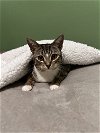 adoptable Cat in pensacola, FL named Katy