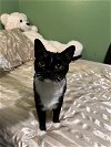 adoptable Cat in pensacola, FL named Sasha