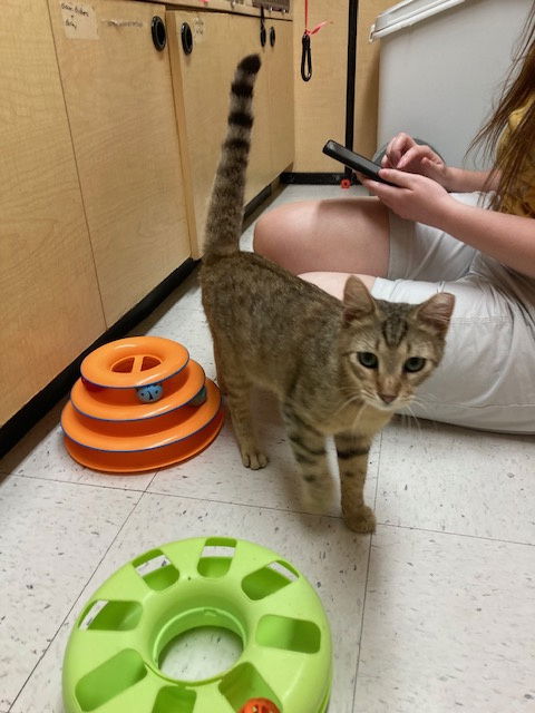 adoptable Cat in Pensacola, FL named Rosie