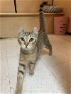 adoptable Cat in pensacola, FL named Buddy