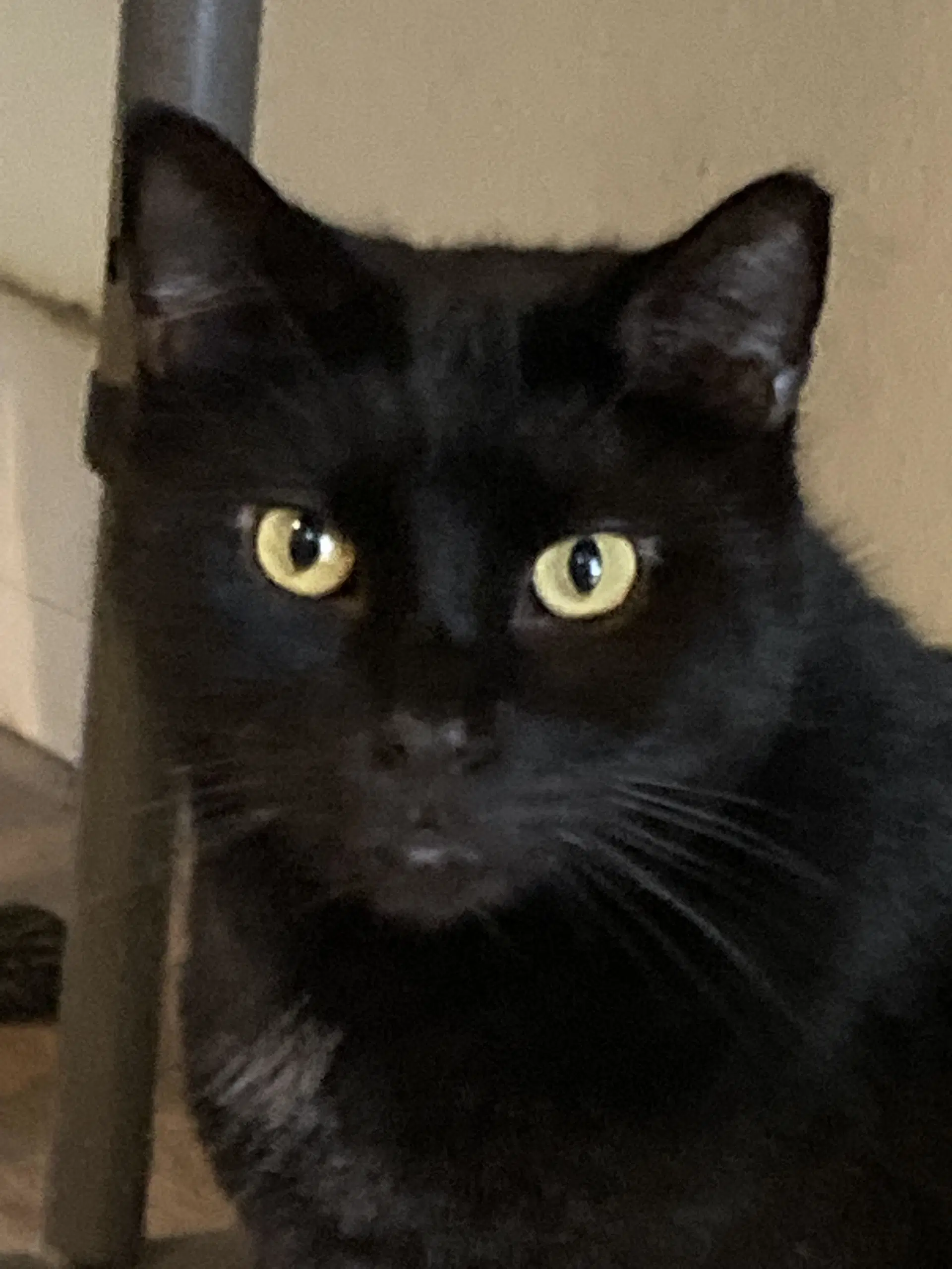 Juju - American Shorthair