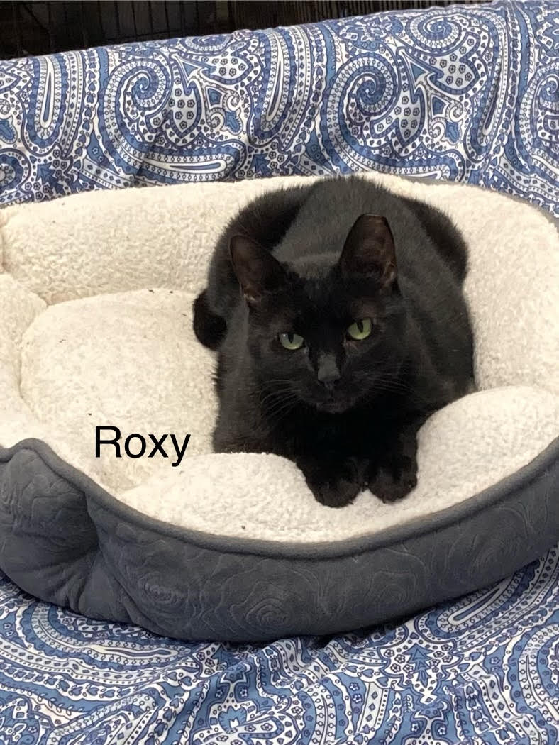 adoptable Cat in Pensacola, FL named Roxy