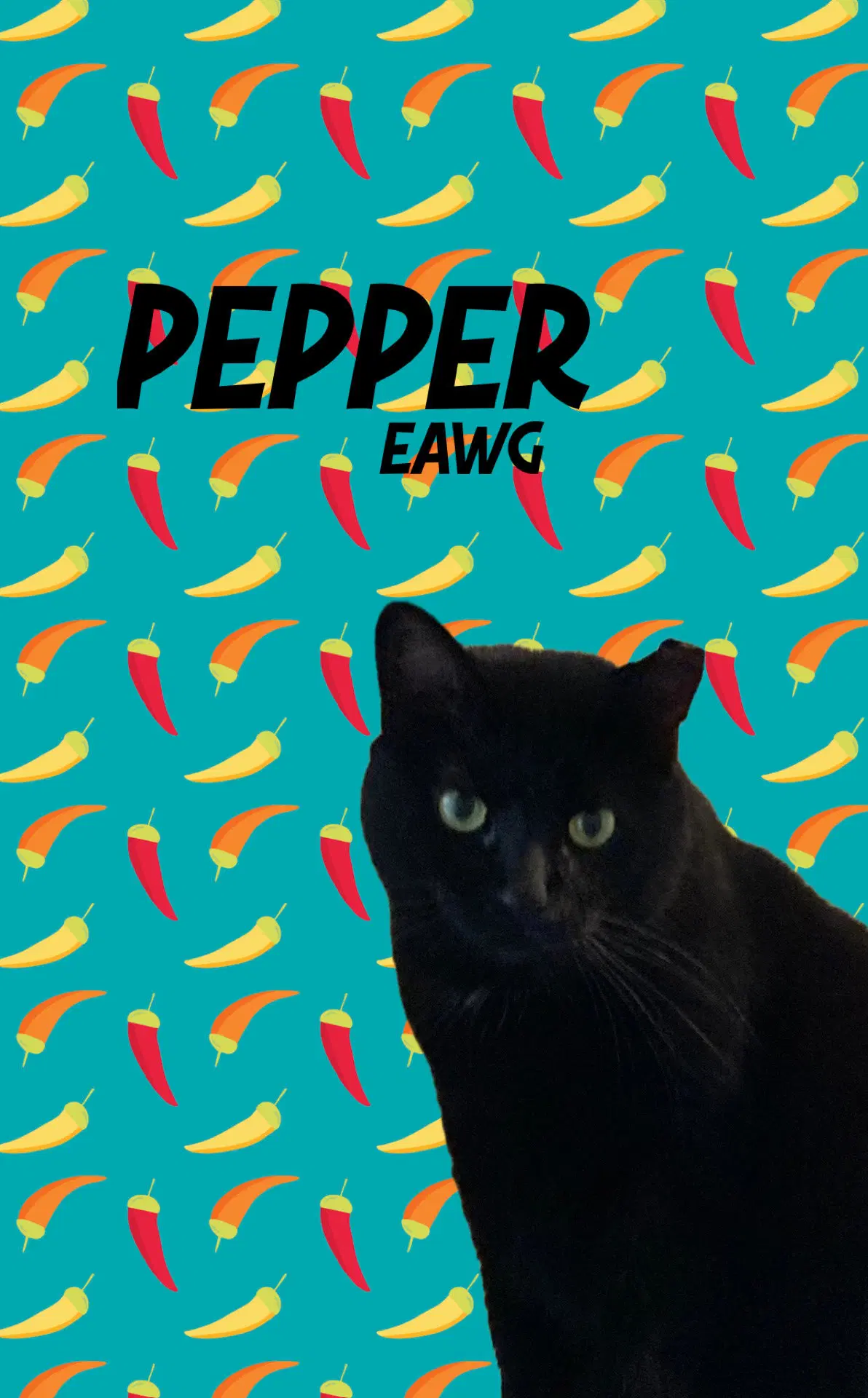Pepper - American Shorthair