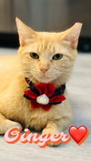 adoptable Cat in Pensacola, FL named Ginger