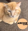 adoptable Cat in Pensacola, FL named Archie